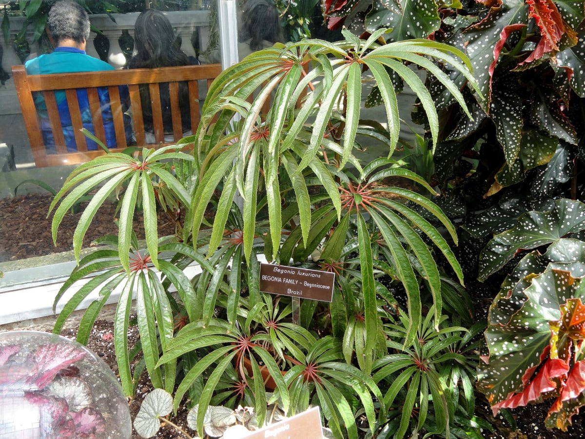 Begonia luxurians