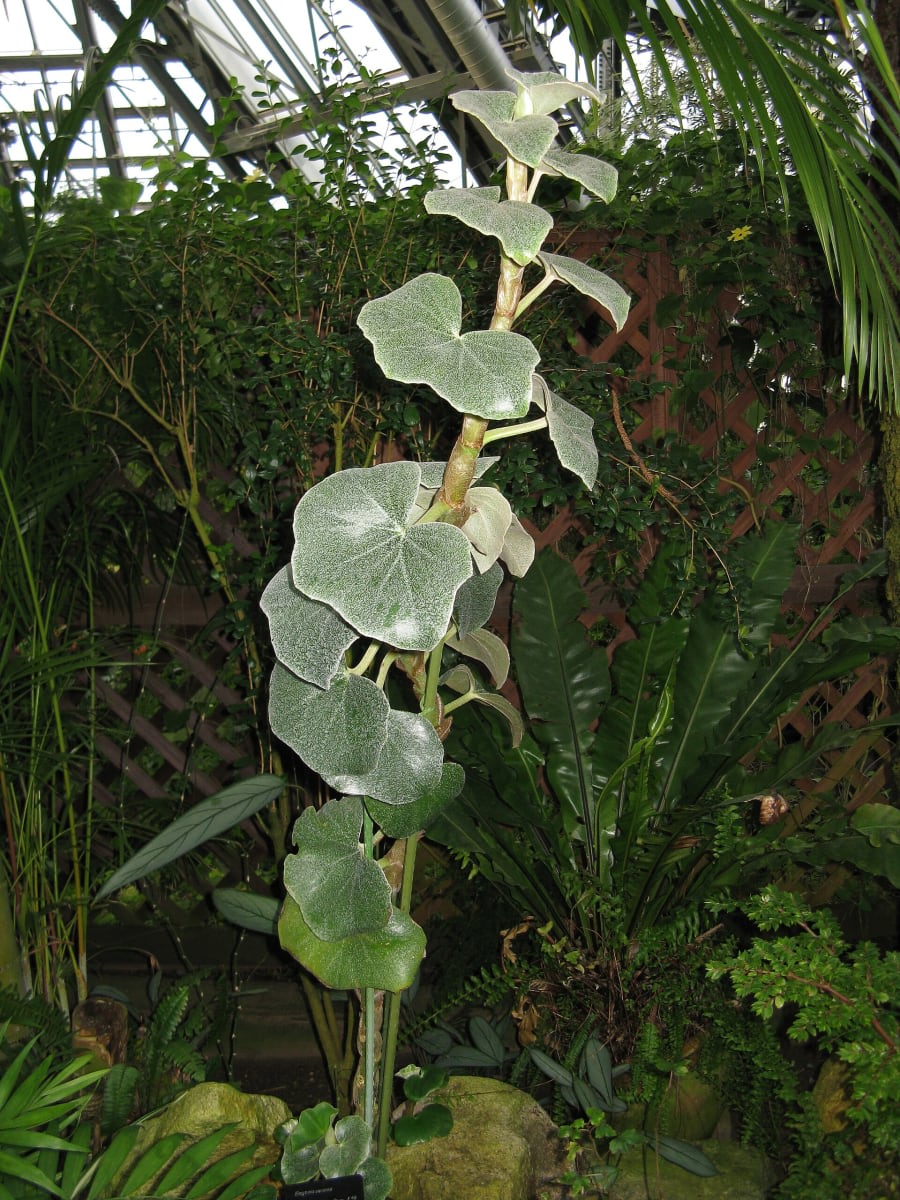 Begonia venosa