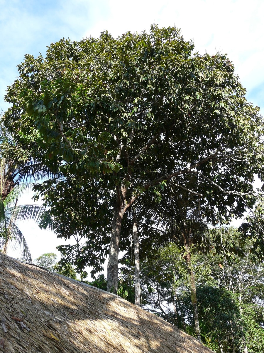 Brazilnut