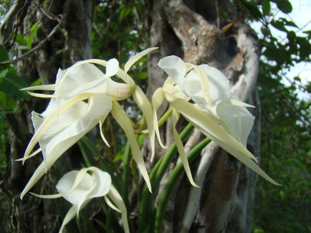 Lady Of The Night Orchid