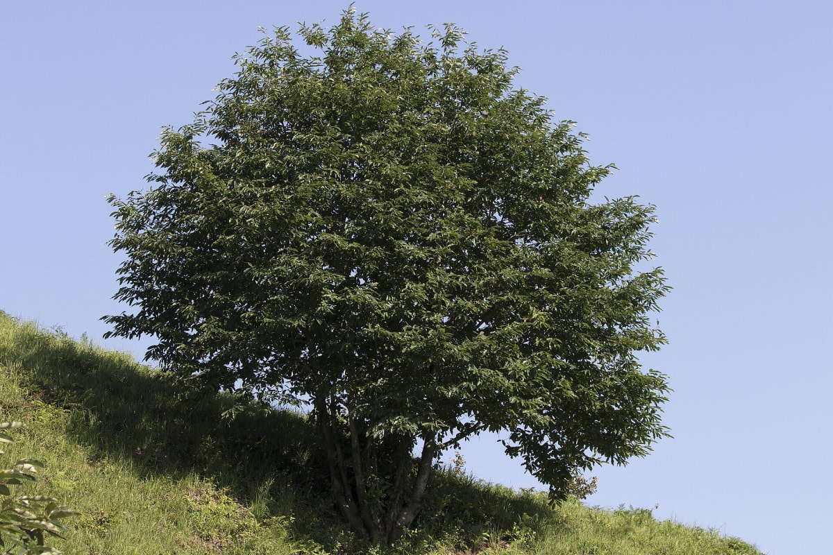 Sweet Chestnut