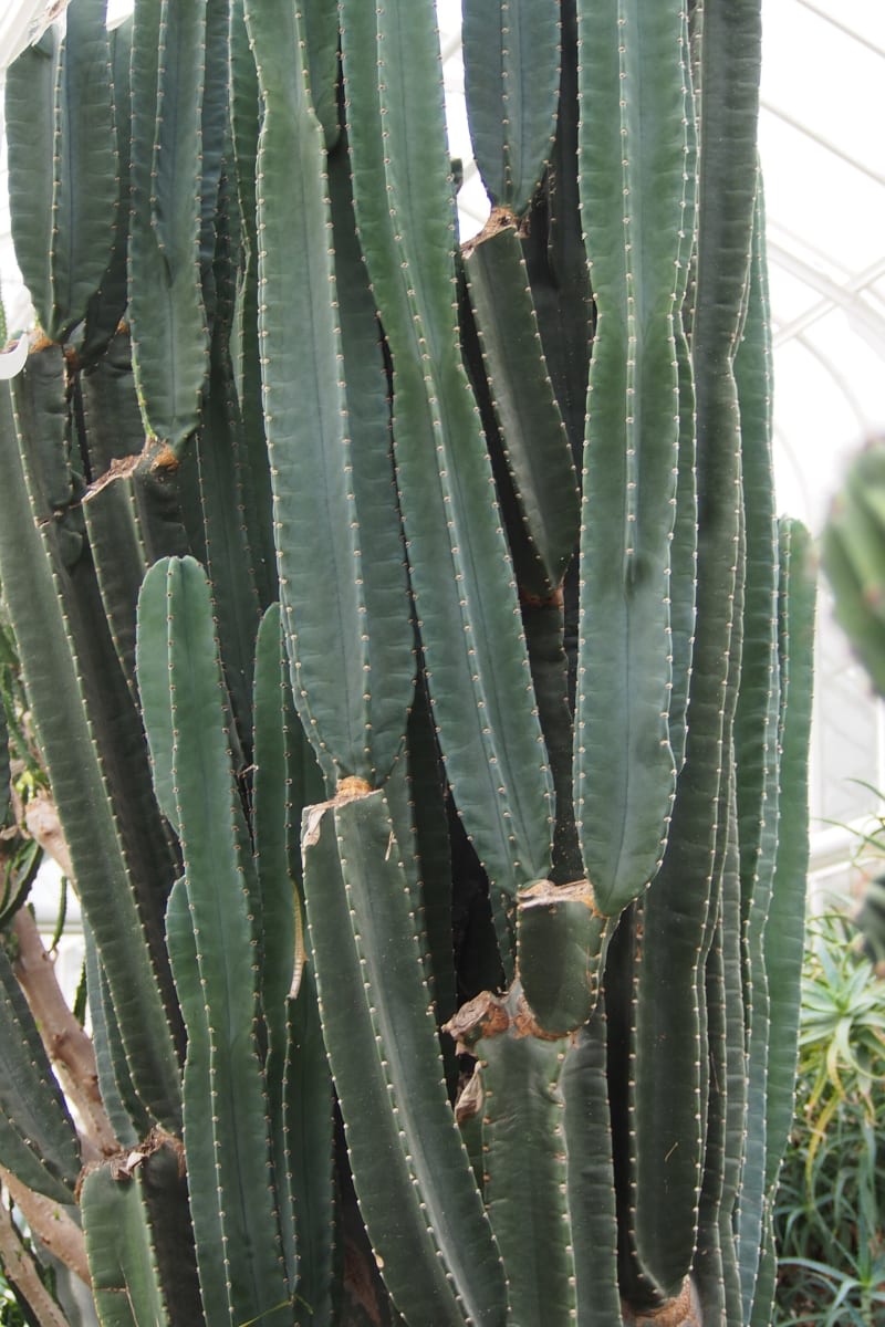 Apple Cactus