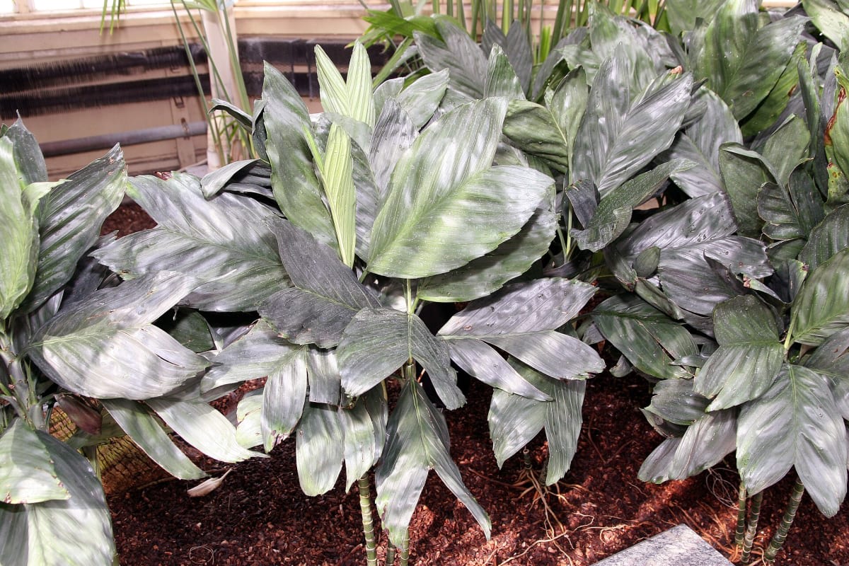 Chamaedorea metallica