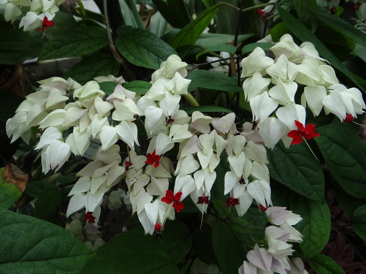 Clerodendrum thomsoniae