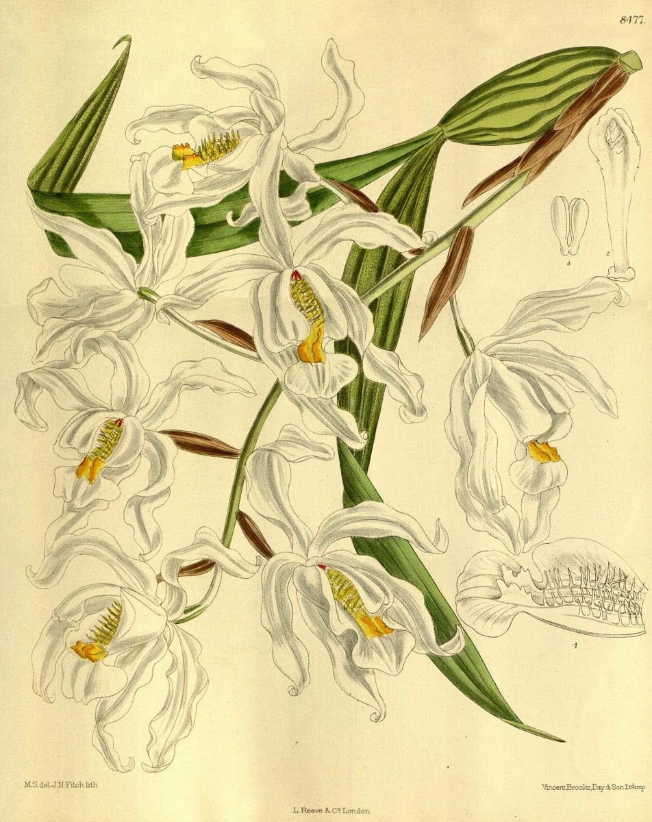 Coelogyne cristata