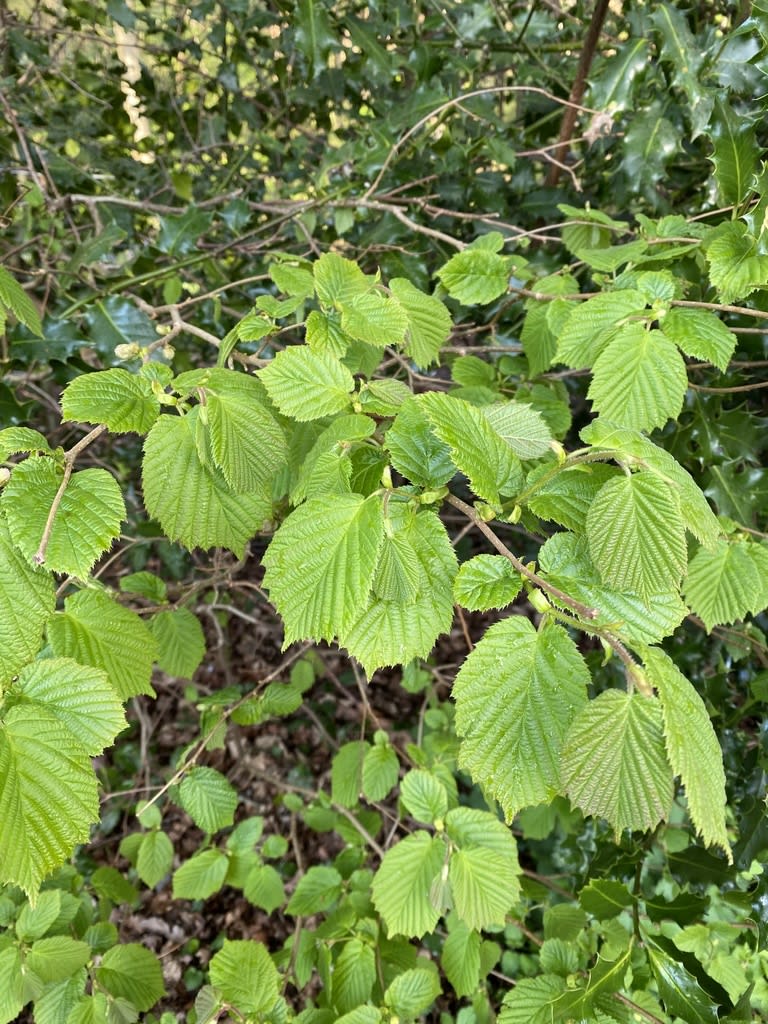 Hazel