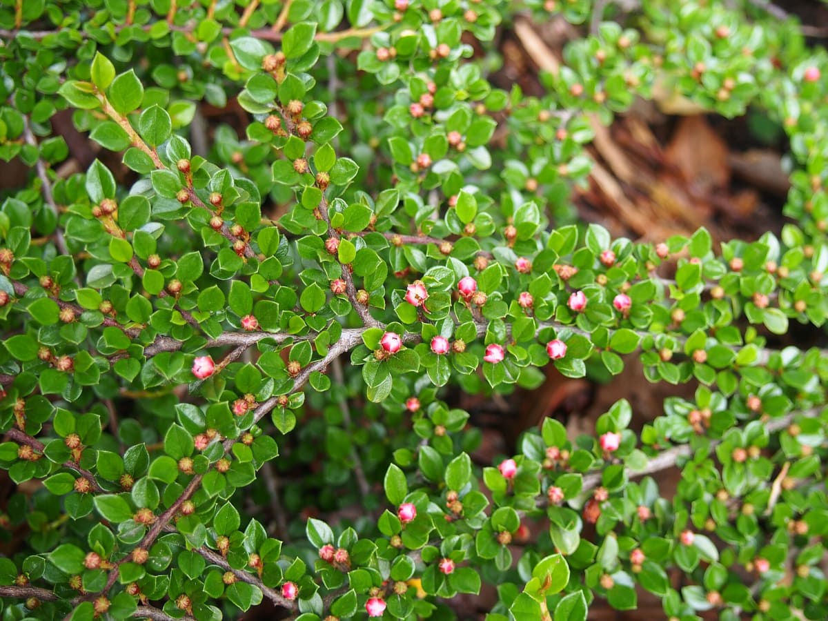 Rockspray Cotoneaster