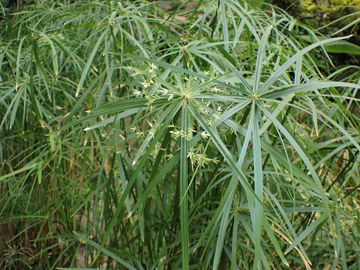 Cyperus alternifolius