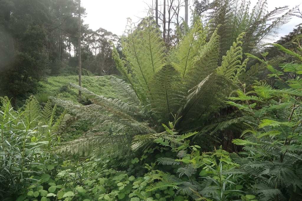 Soft Tree Fern