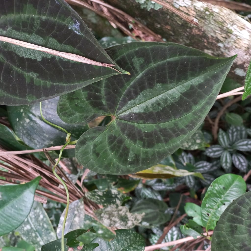Dioscorea dodecaneura