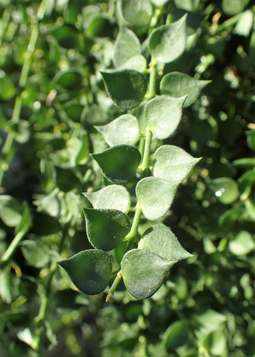 Dischidia ruscifolia