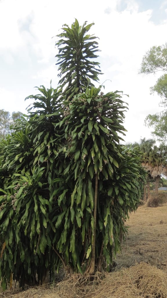 Corn Plant