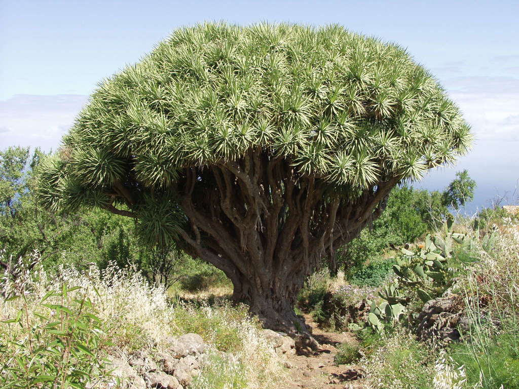 Canary Island Dragon Tree