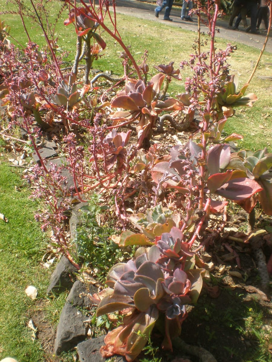 Echeveria gibbiflora