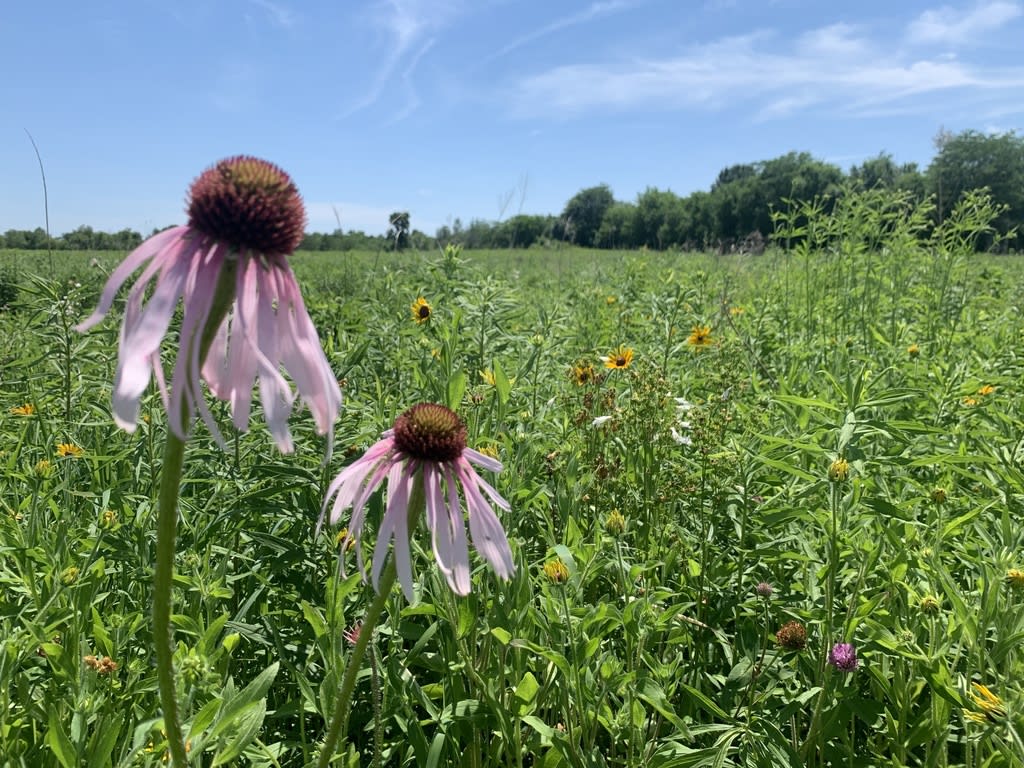 Pale Purple Coneflower
