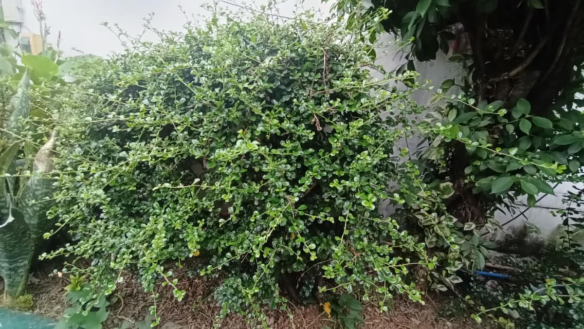 Scorpionbush