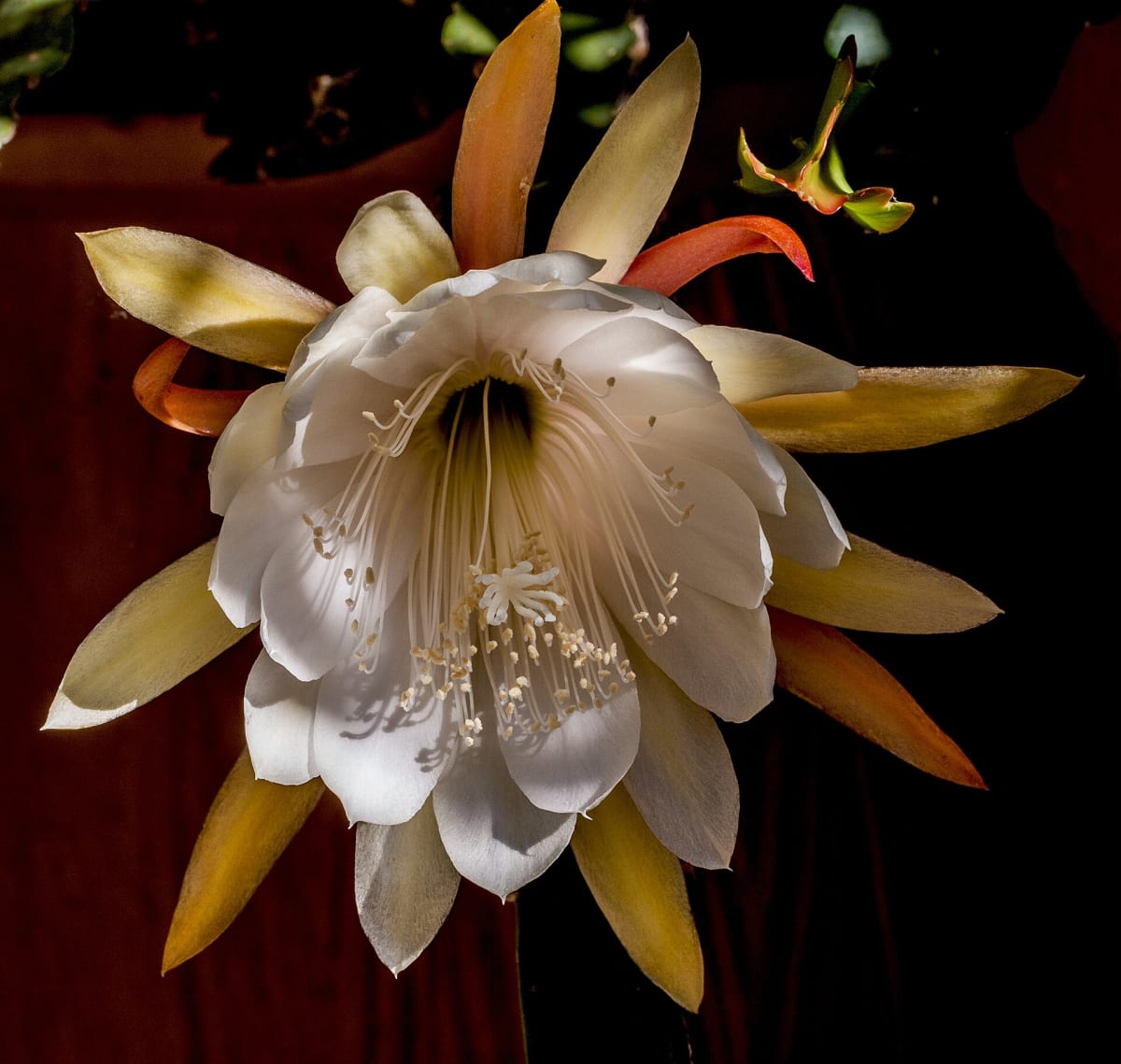Dutchman's Pipe Cactus