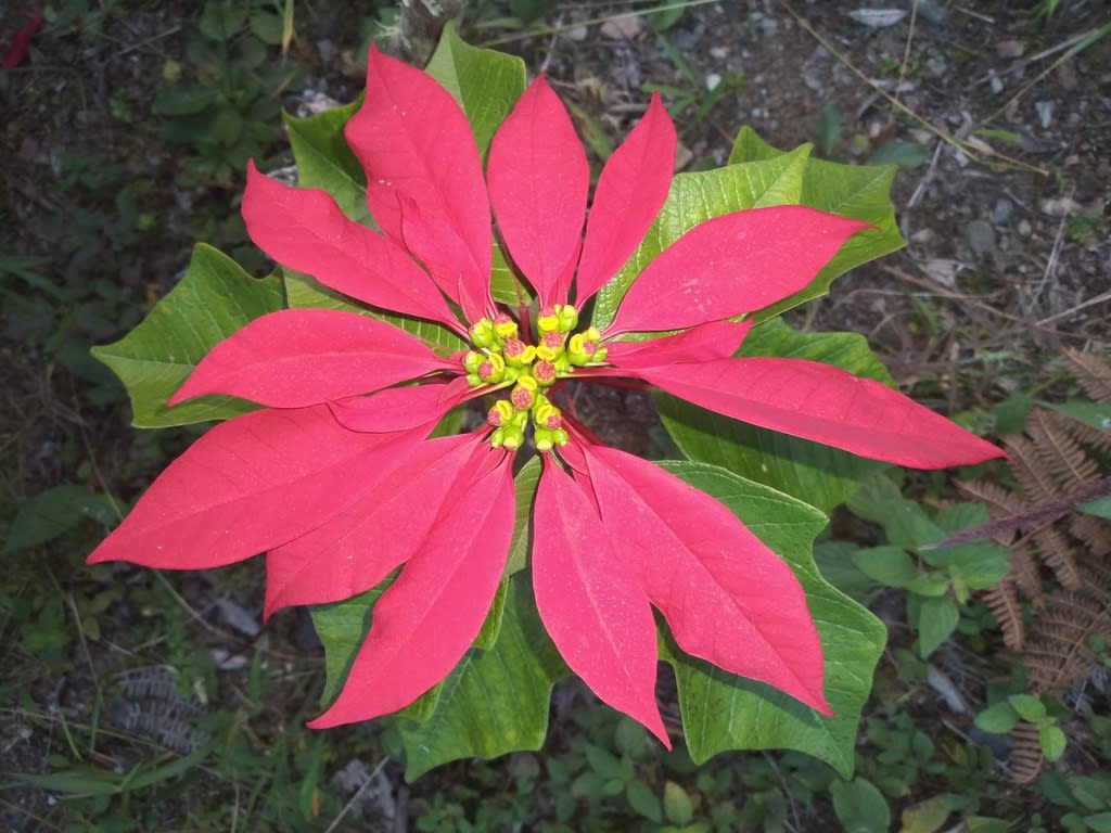 Poinsettia