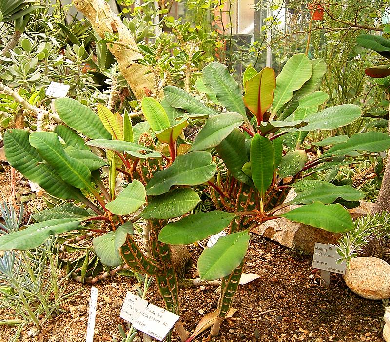 Madagascar Jewel