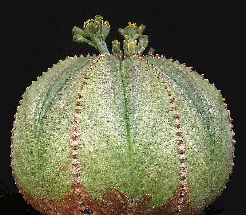 Euphorbia obesa