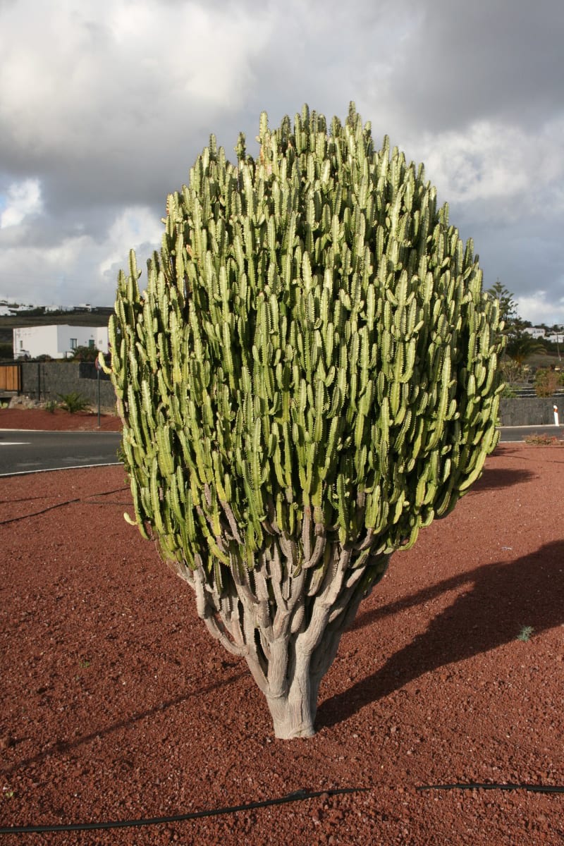 African Milk Tree