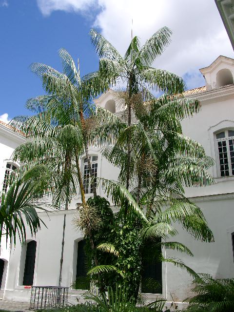 Assai Palm