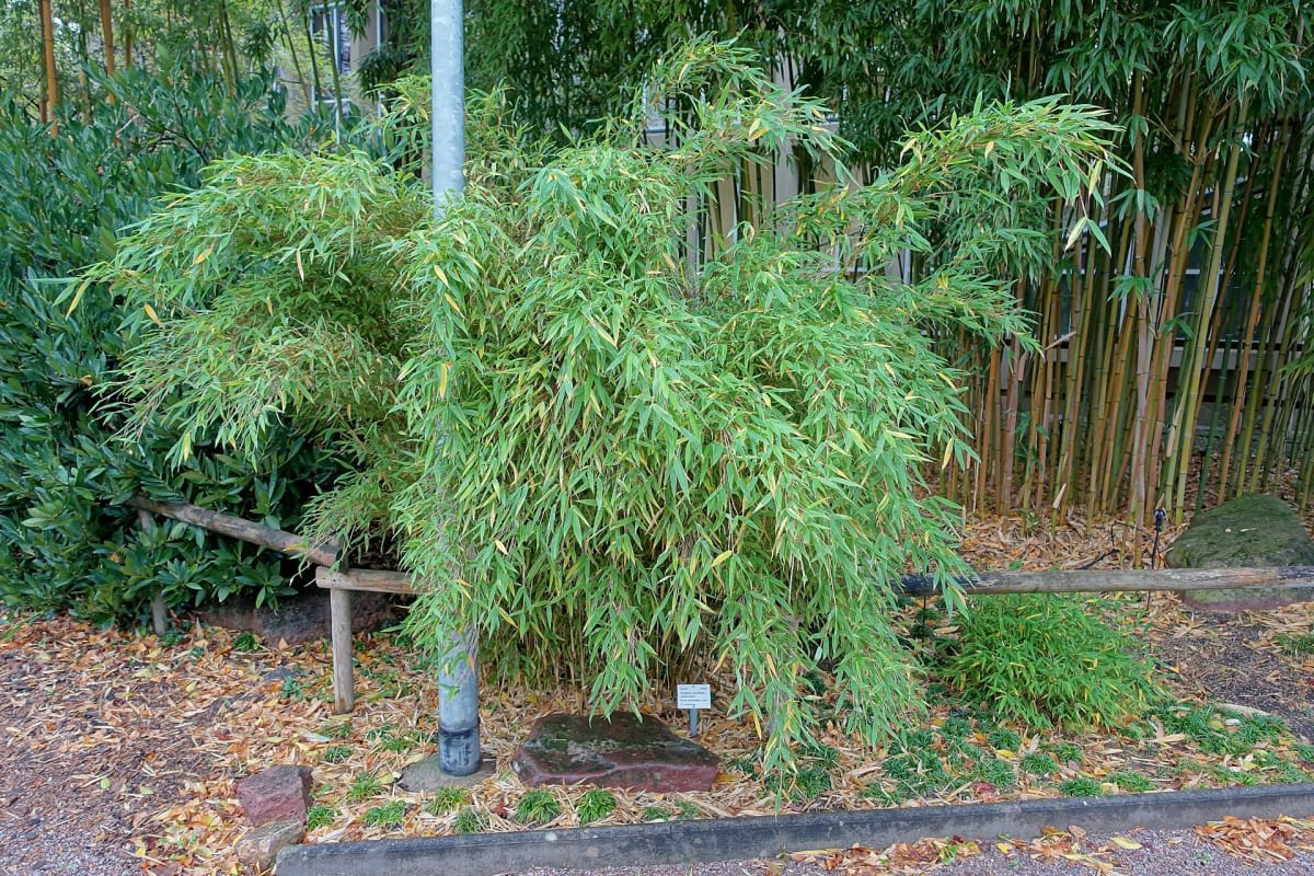 Umbrella Bamboo