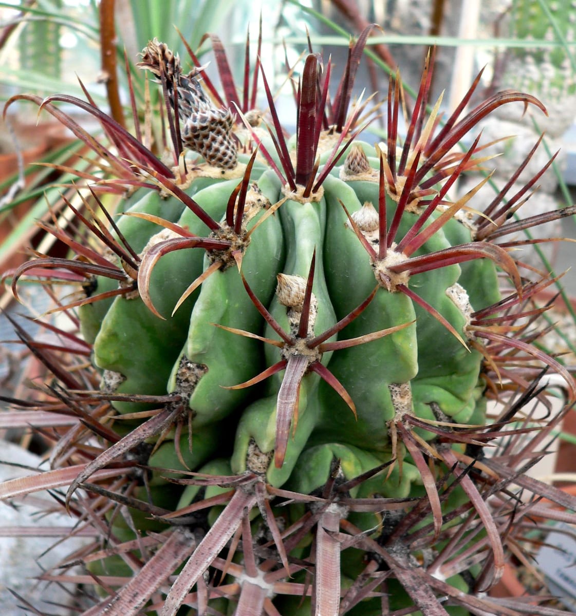 Ferocactus latispinus