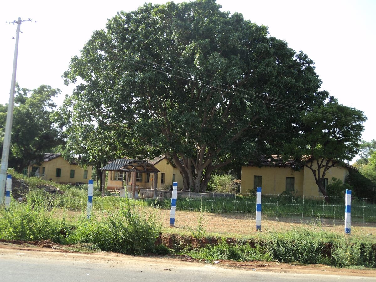 Sacred Fig