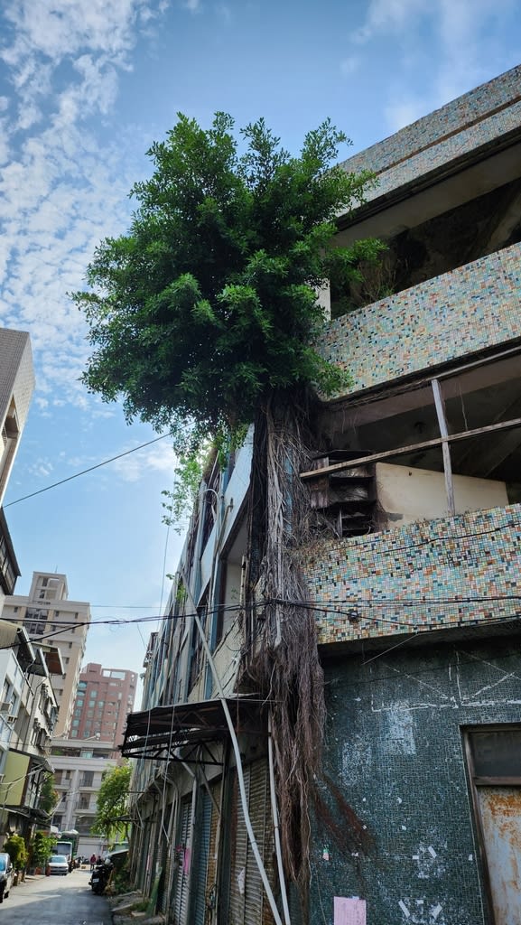 Weeping Fig