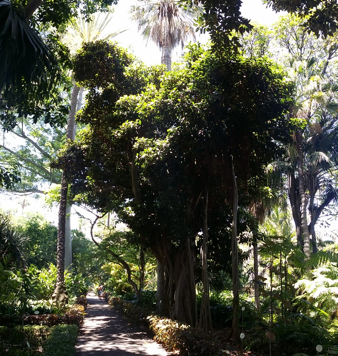 Port Jackson Fig