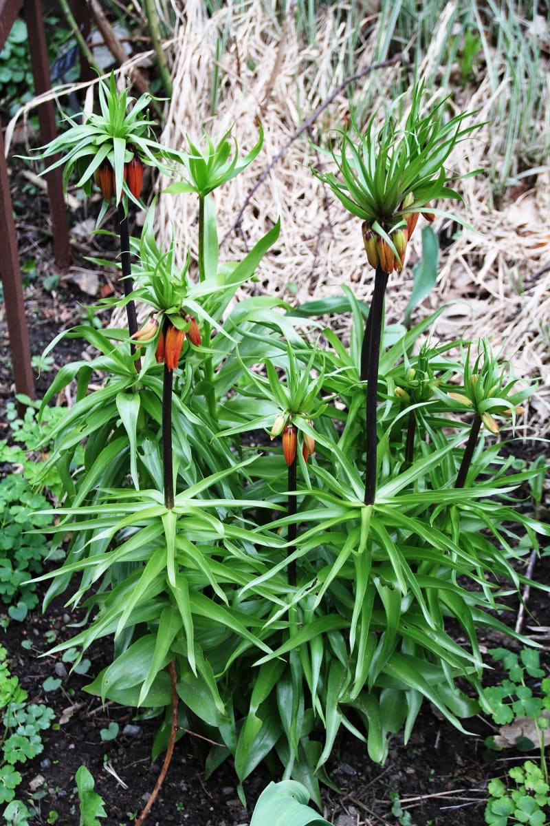 Imperial Fritillary