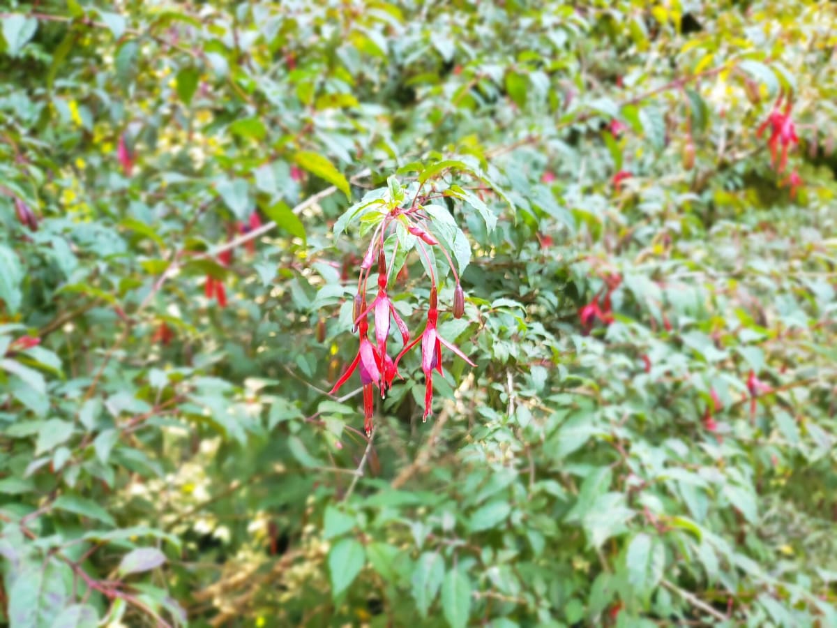 Hardy Fuchsia