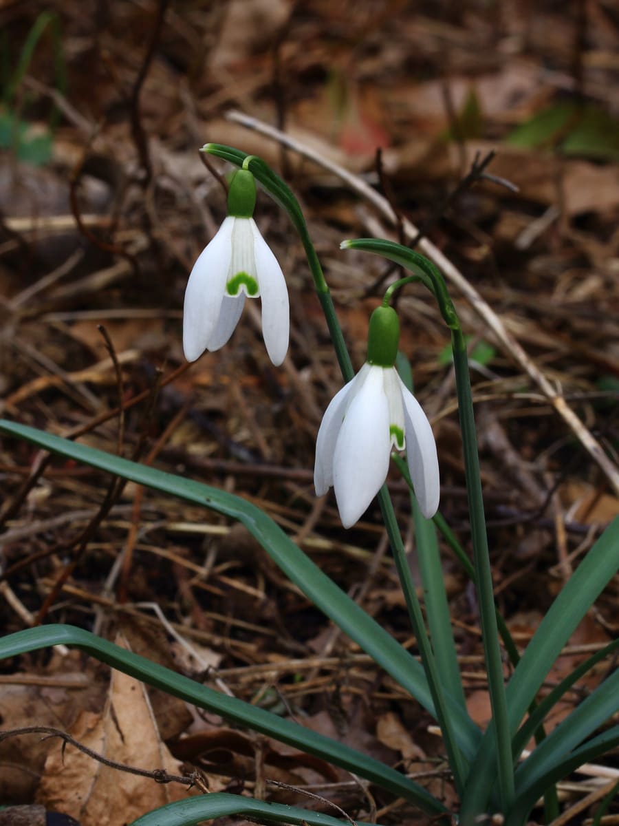 Snowdrop