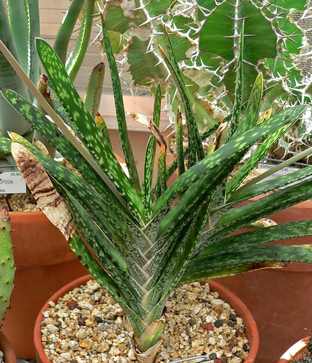 Soap Aloe