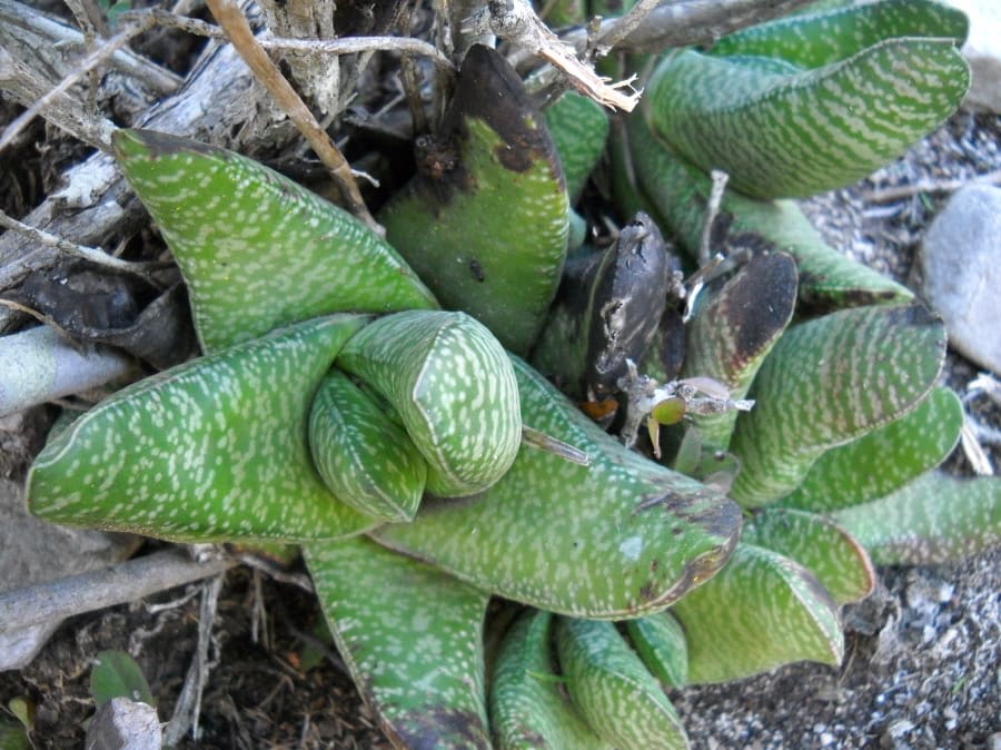Gasteria carinata