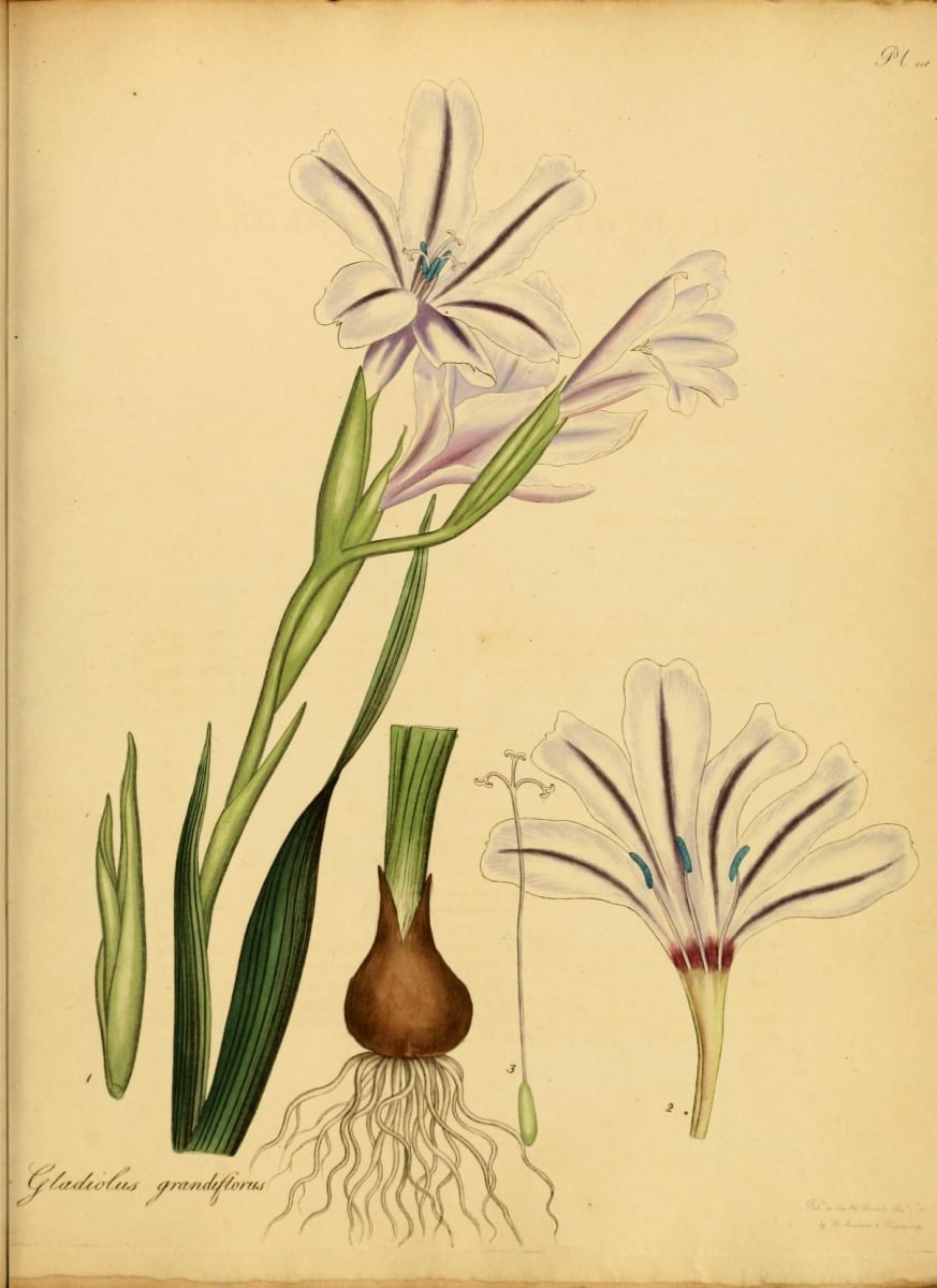 Gladiolus grandiflorus