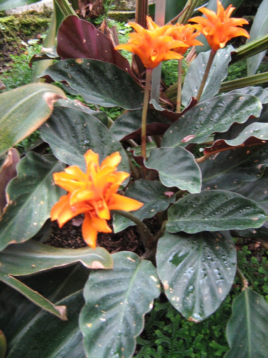 Goeppertia crocata