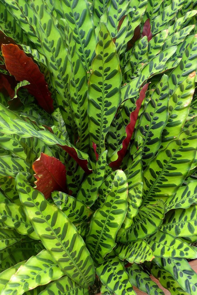 Rattlesnake Plant