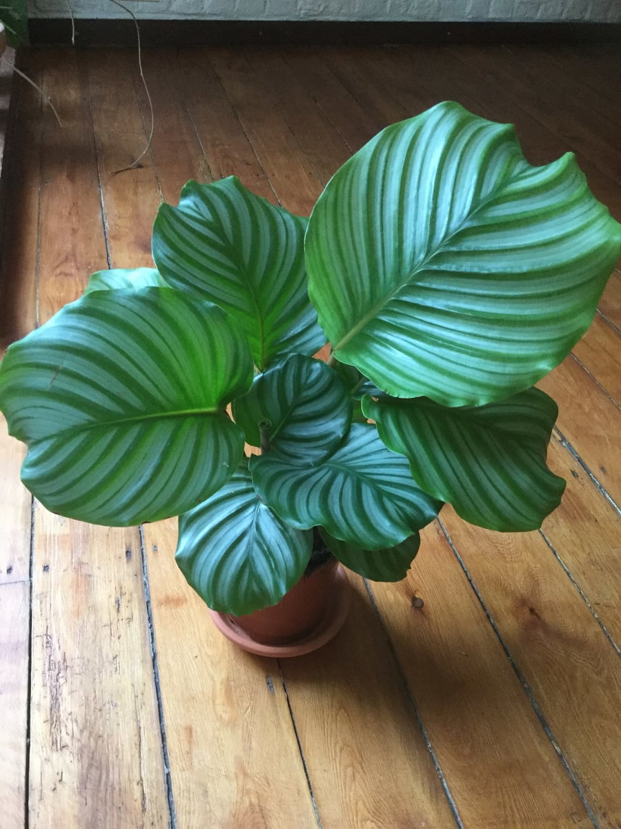 Round Leaf Calathea