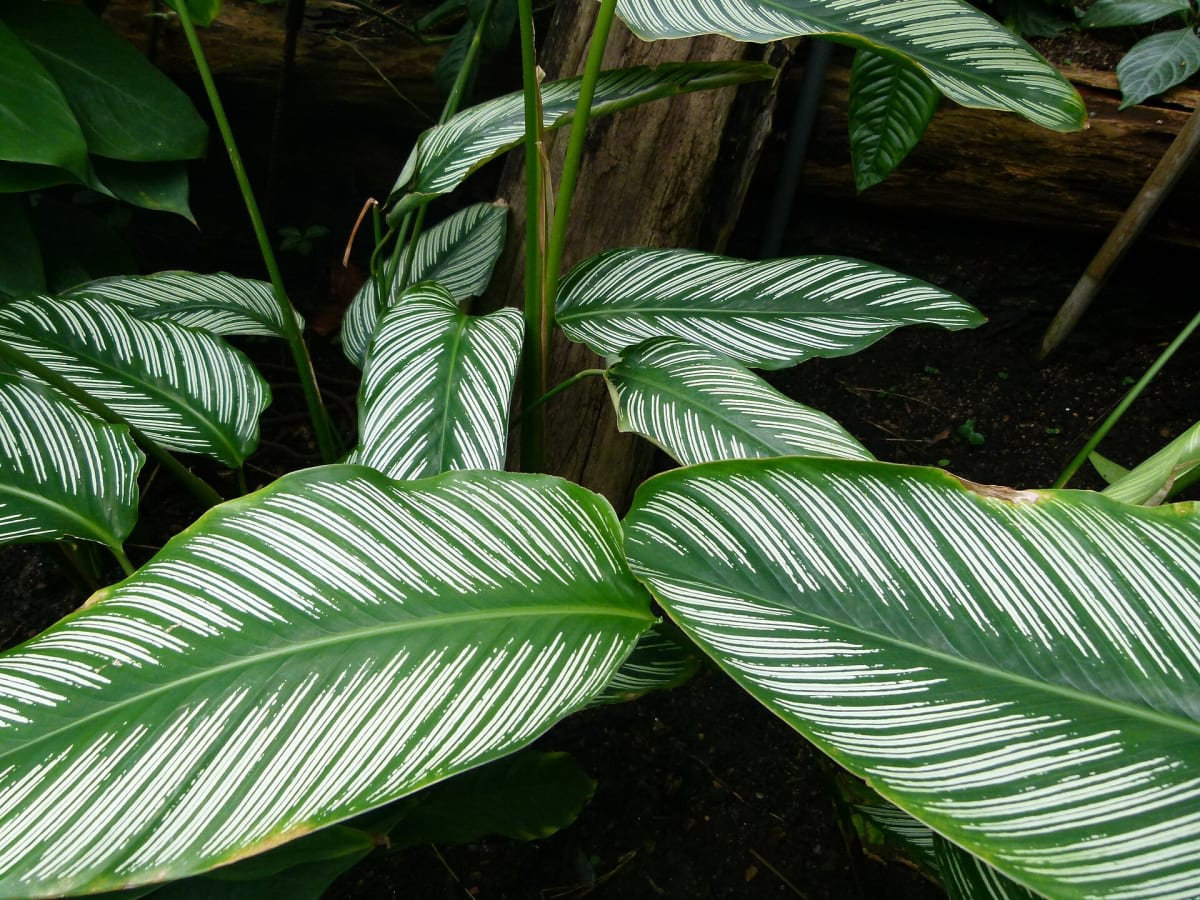 Pinstripe Plant