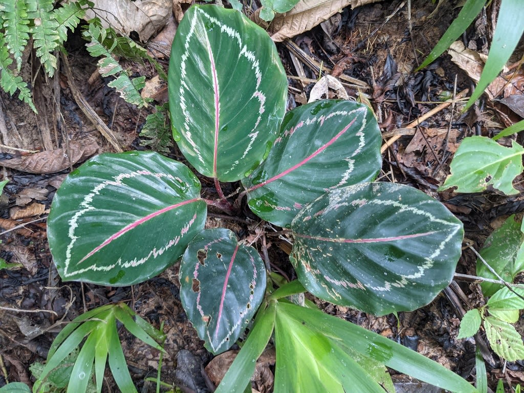 Rose Painted Calathea
