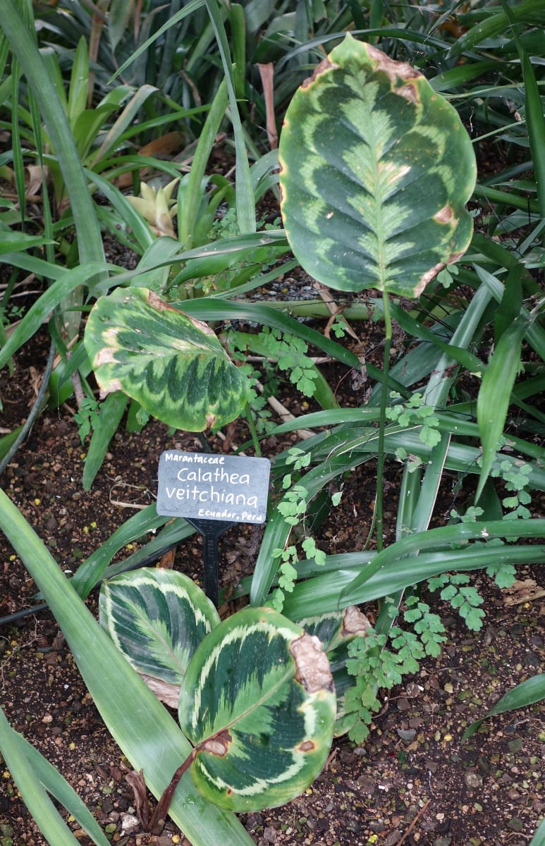 Goeppertia veitchiana