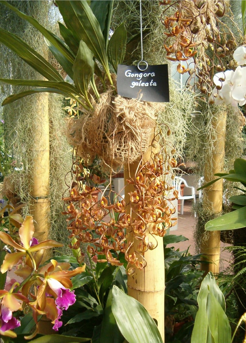 Gongora galeata