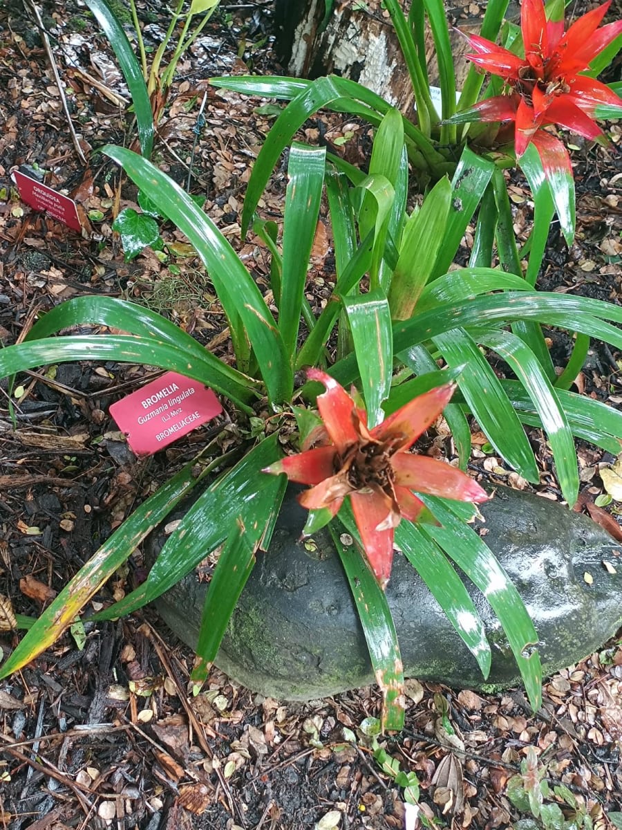 Scarlet Star
