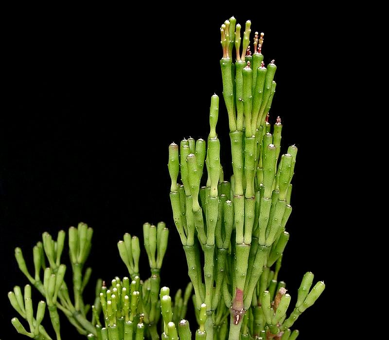 Hatiora salicornioides