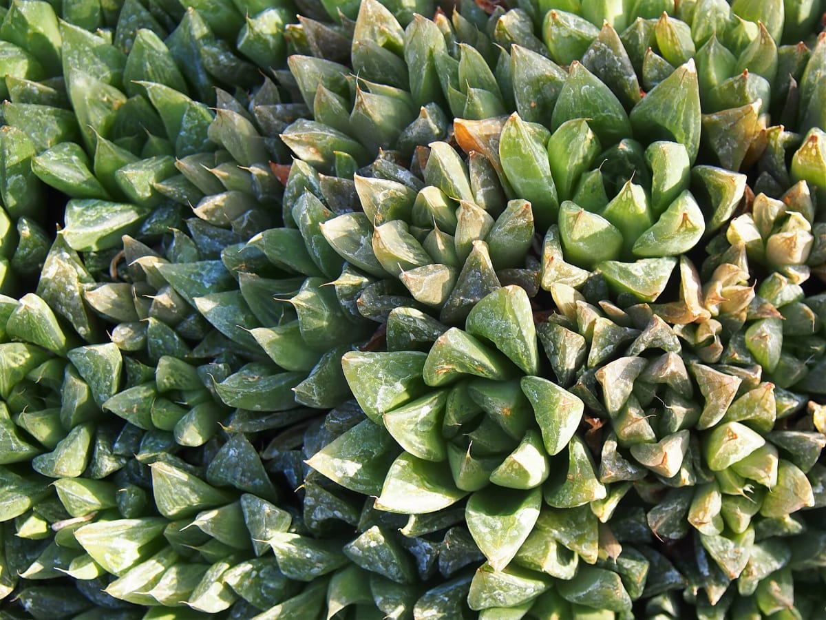 Haworthia cymbiformis
