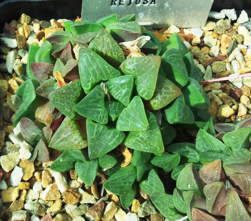 Haworthia retusa