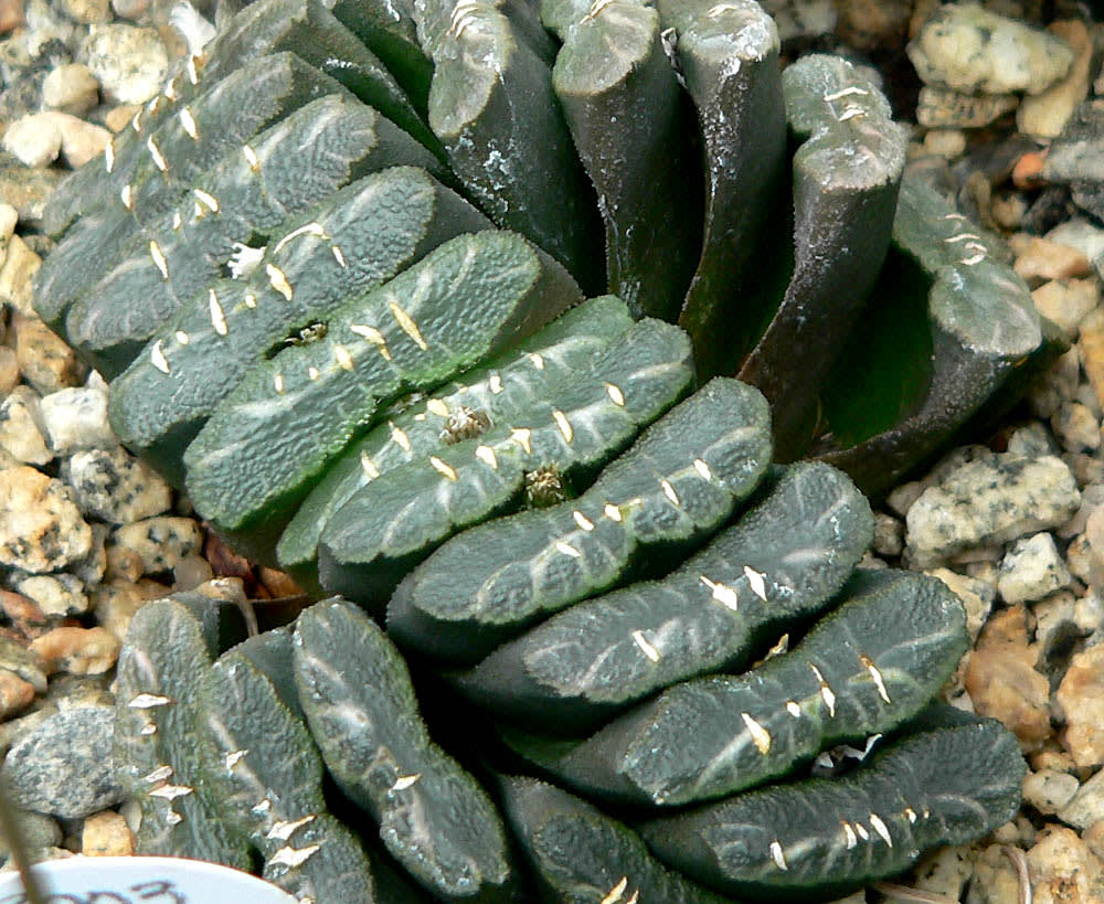 Haworthia truncata