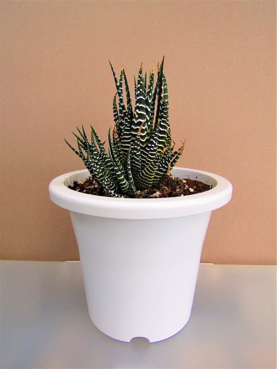 Zebra Plant